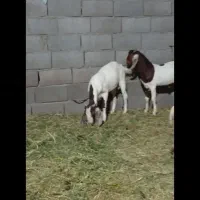 دوتا کهره نر