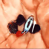 حراج گوپی بیگ ایر با بالاترین گرید ایران