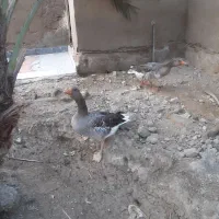 سلام غاز سرحال