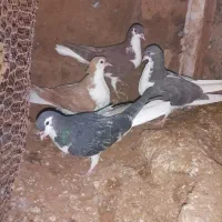 کبوتر|پرنده|نیشابور, مازول|دیوار