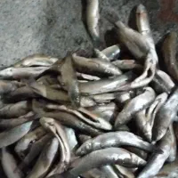 ماهی تازه صید شده