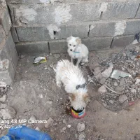 سگ پاکوتاه|سگ|فسا, |دیوار