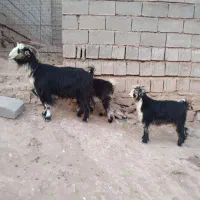 بز ترکی دوقلو زا بادوتا بیگ نر بزرگ زیرش|حیوانات مزرعه|مسجد سلیمان, |دیوار