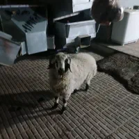 بره نر چاق محلی.راور