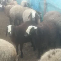 بره نرداشتی|حیوانات مزرعه|تاکستان, |دیوار