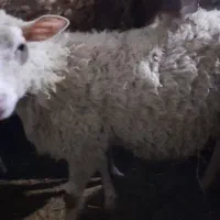 گوسفند مارینوف