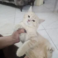 گربه