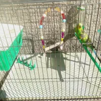 مرغ عشق|پرنده|گوآور, |دیوار