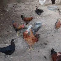 جوجه خروس و جوجه باری محلی|حیوانات مزرعه|کازرون, |دیوار