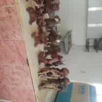 مجسمه و کاپ|مجسمه، تندیس، ماکت|شهرکرد, |دیوار