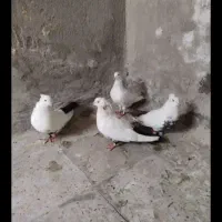 طوقی و دمی قیمت مناسب