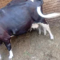 گاو آبستن