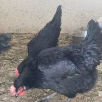 مرغ سیاه جوان تخمگذار