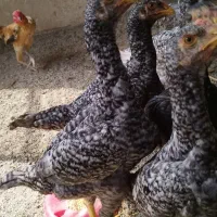 چنتا جوجه لاری کوکو وارداتی|حیوانات مزرعه|تهران, نازیآباد|دیوار