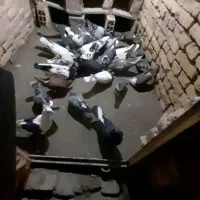 کبوتر پرشی|پرنده|قوچان, |دیوار