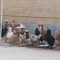 فروش بهترین نوع بوقلمون