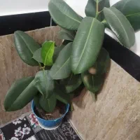 فروش گل خانگی در کانی دینار|گل و گیاه طبیعی|مریوان, |دیوار