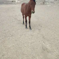 نریان 2 ساله|اسب و تجهیزات اسبسواری|گرگان, |دیوار