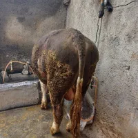 گوساله کلگاه گوشتی گاو پرواری قصابی