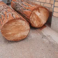 تنه درخت|گل و گیاه طبیعی|آباده, |دیوار