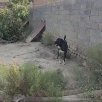 سگ های نگهبانی وو گله  داری|سگ|شیروان (خراسان), |دیوار