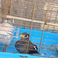جوجه مرغ مینا