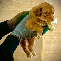 واگذاری|سگ|اسلام‌شهر, شهرک سعیدیه|دیوار