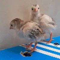 جوجه مرغ شاخدار