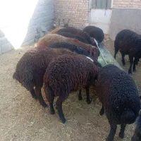 بره نر