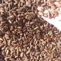 هسته خرما و تفاله،  تفاله سیب ، هسته انار|عمده‌فروشی|نوشین شهر, |دیوار