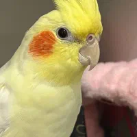 عروس هلندی گم شده