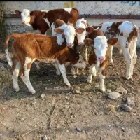 تهیه گوساله از میادین دام دوشنبه و پنجشنبه آق قلا|حیوانات مزرعه|ساری, |دیوار