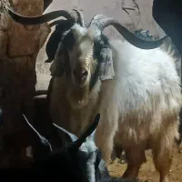 حیوانات مزرعه