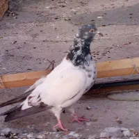 کفتر گرفتنی