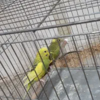 فروش یا معاوضه مرغ عشق با فنچ مولد