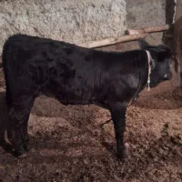 گاو شیری شکم اول با گوساله|حیوانات مزرعه|فریدونشهر, |دیوار