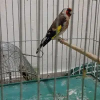 سهره رسمی قدو قوار دار