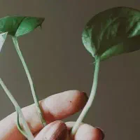 ترک اعتیاد تضمینی