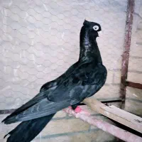 کفتر زاغ صرب