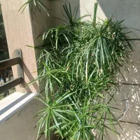 نخل مرداب بزرگ