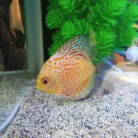 ماهی دیسکس|ماهی|قم, نیروگاه|دیوار