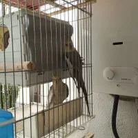 عروس هلندی|پرنده|قم, سالاریه|دیوار