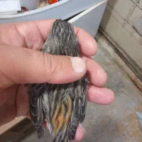 قناری ماده  آماده نگرو موزایکی|پرنده|مشهد, نیزه|دیوار