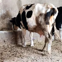 گاو شیری با گوساله ماده|حیوانات مزرعه|قره قوین, |دیوار