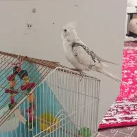 عروس هلندی نر ۳ماه