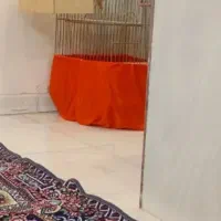 عروس هلندی نرماده