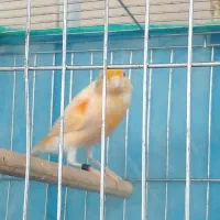 قناری نر ( دستک )