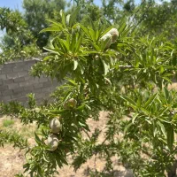 باغچه-272متری
