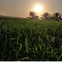 اجاره یکساله زمین کشاورزی روستای سنا