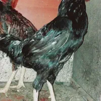 فروش کلی جزعی  انواع طیور شاقاجی|حیوانات مزرعه|سنگر, |دیوار